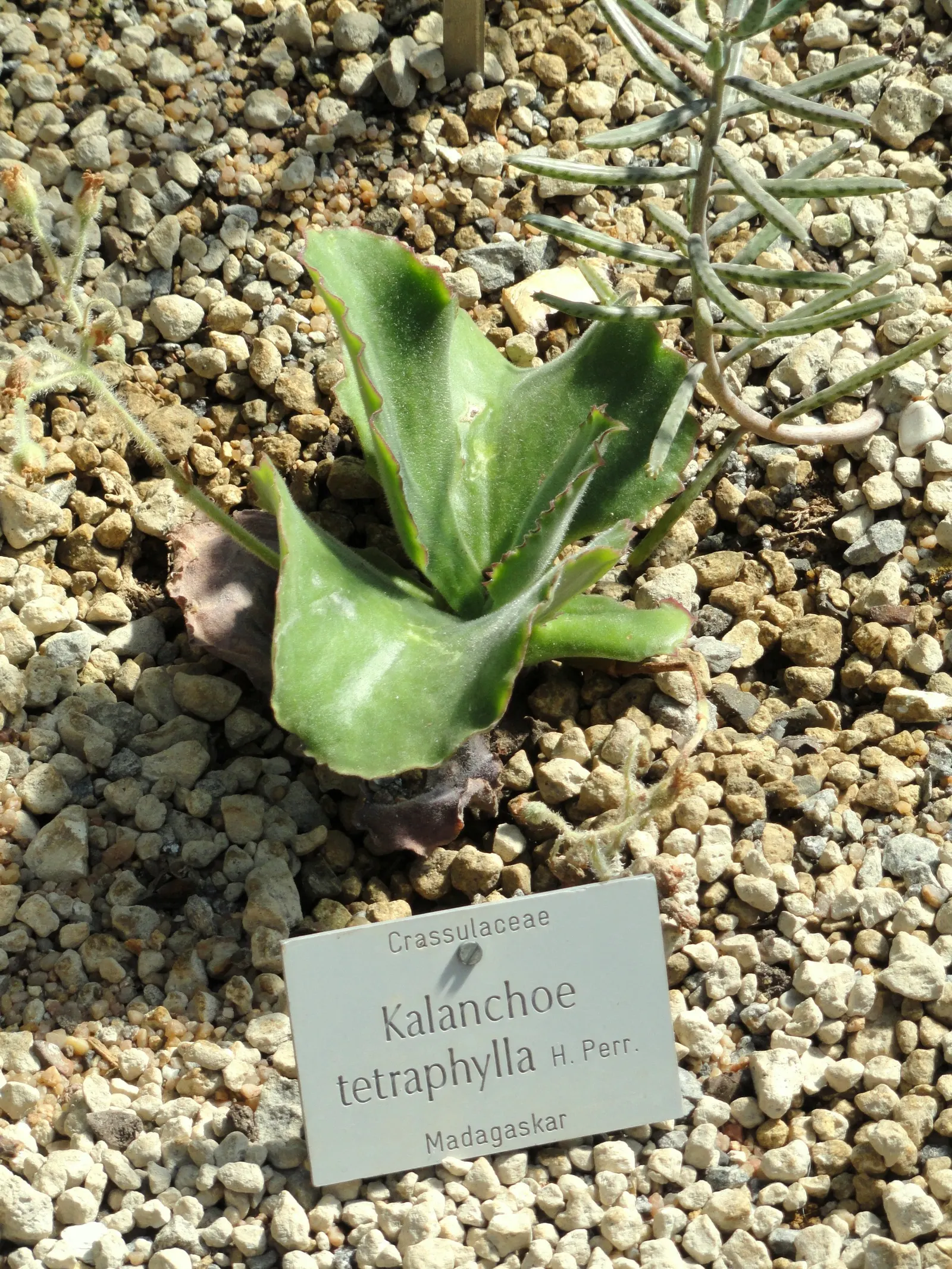 Kalanchoe (Kalanchoe Blossfeldiana) — This succulent enjoys bright