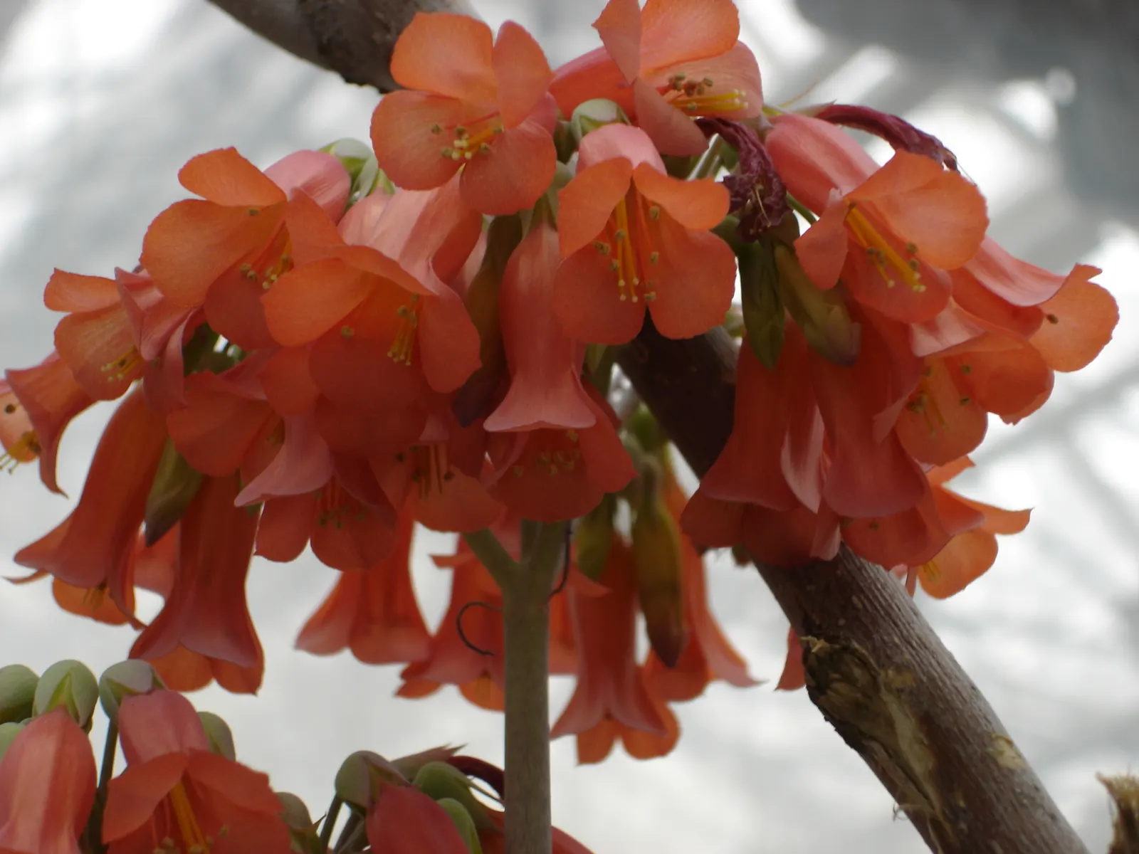 Kalanchoe (Kalanchoe Blossfeldiana) — This plant typically reaches a modest height of 6 to 18 inches with a similar spread; its ease of care and, image 156