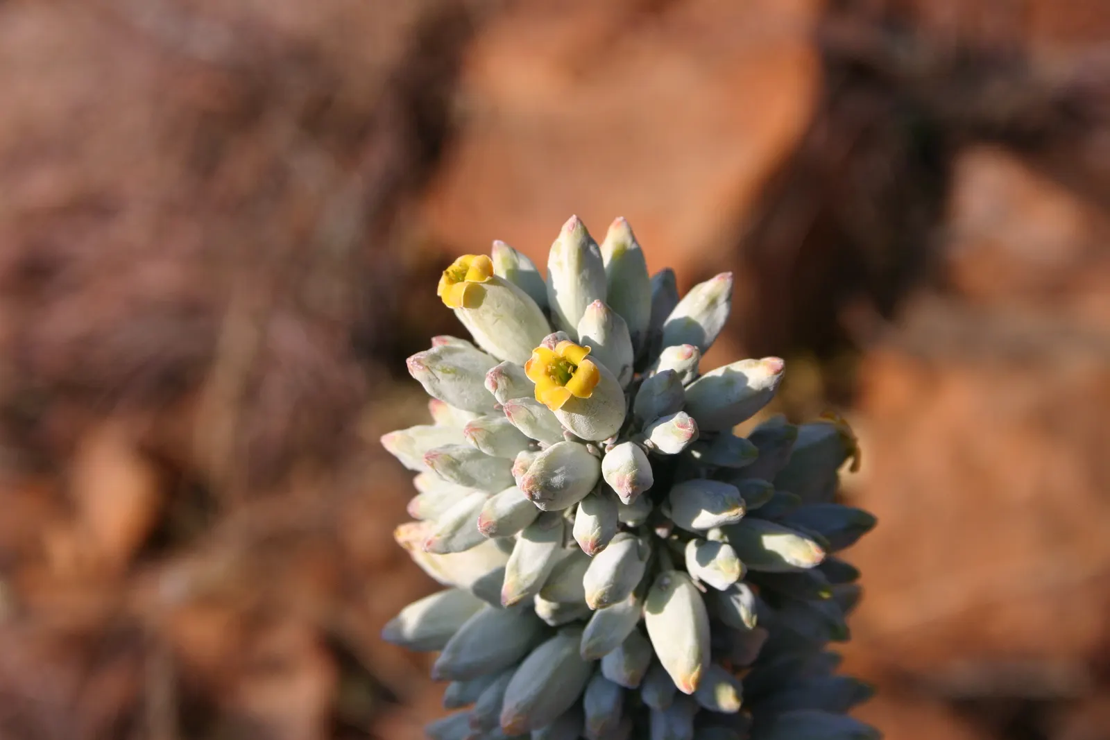 Kalanchoe (Kalanchoe Blossfeldiana) — Add for year-round interest or as a seasonal color pop; its ease of care and colorful disposition are sure to, image 111