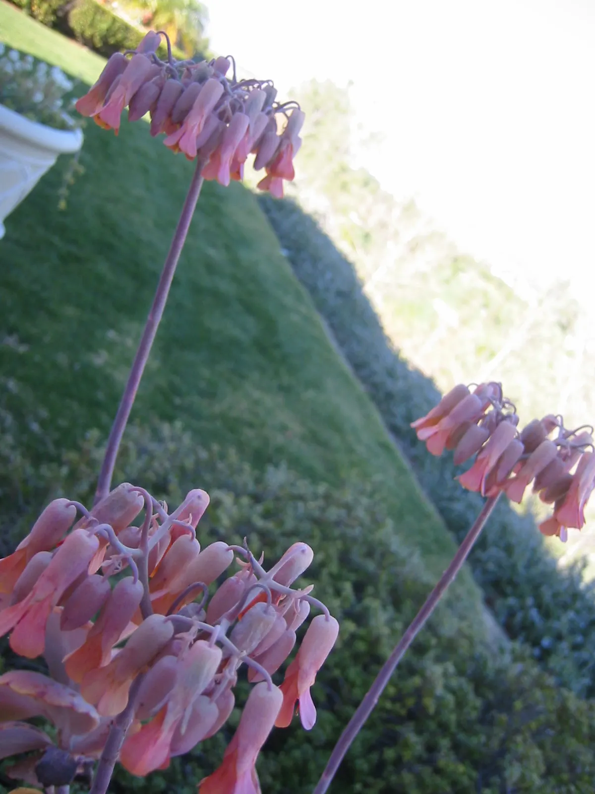 Kalanchoe (Kalanchoe Blossfeldiana) — each bloom measuring up to an inch across; its ease of care and colorful disposition are sure to make it a charming asset