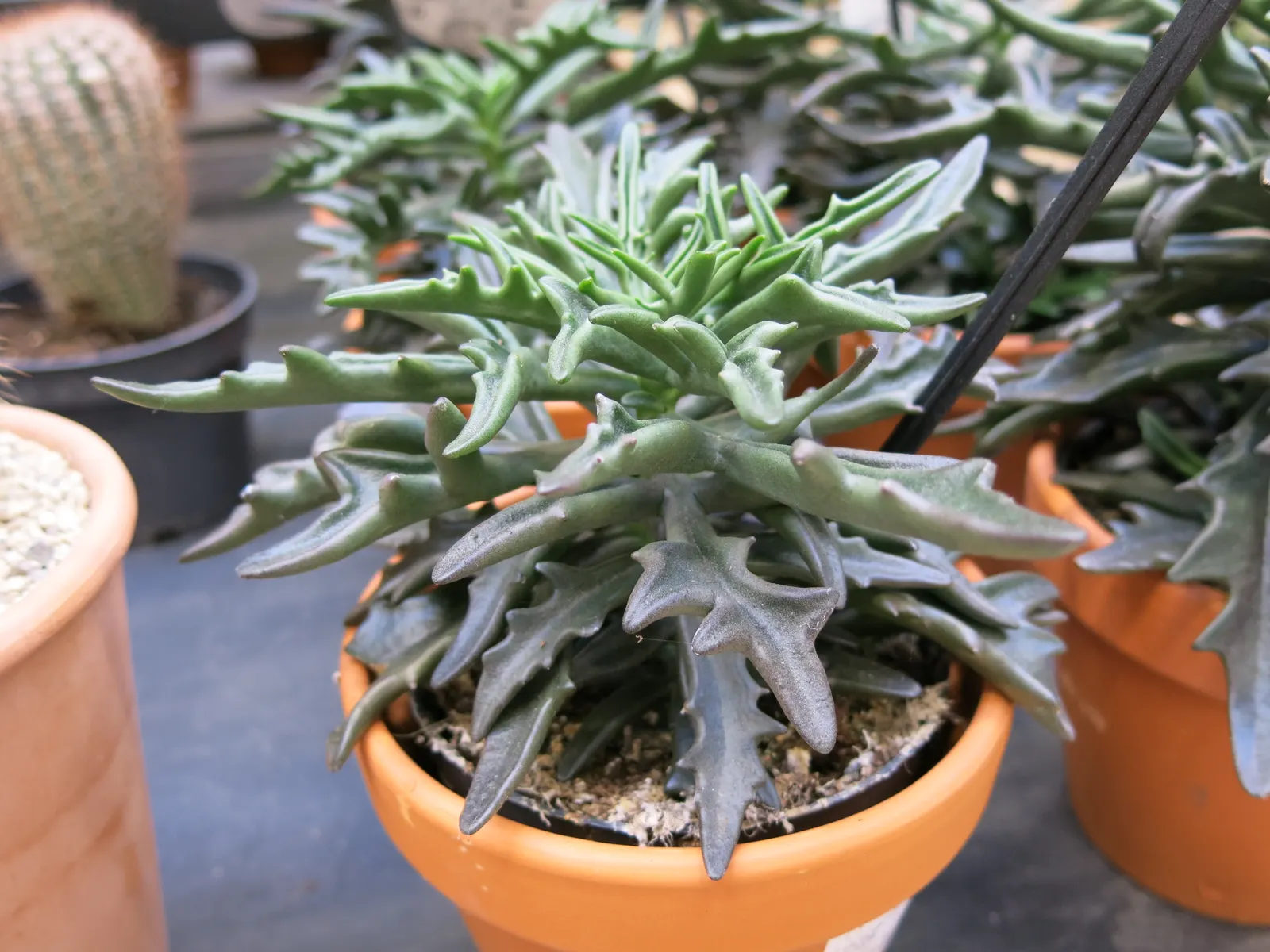 Kalanchoe (Kalanchoe Blossfeldiana) — Its ease of care and colorful disposition are sure to make it a charming asset to any client's garden, image 60