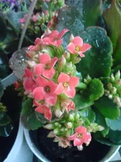 Kalanchoe (Kalanchoe Blossfeldiana) — Kalanchoe blossfeldiana, a succulent perennial, features fleshy leaves and vibrant clusters of flowers