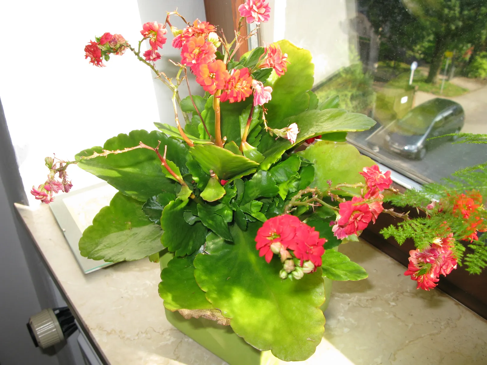 Kalanchoe (Kalanchoe Blossfeldiana) — a common issue in wet conditions; often with scalloped edges, image 56