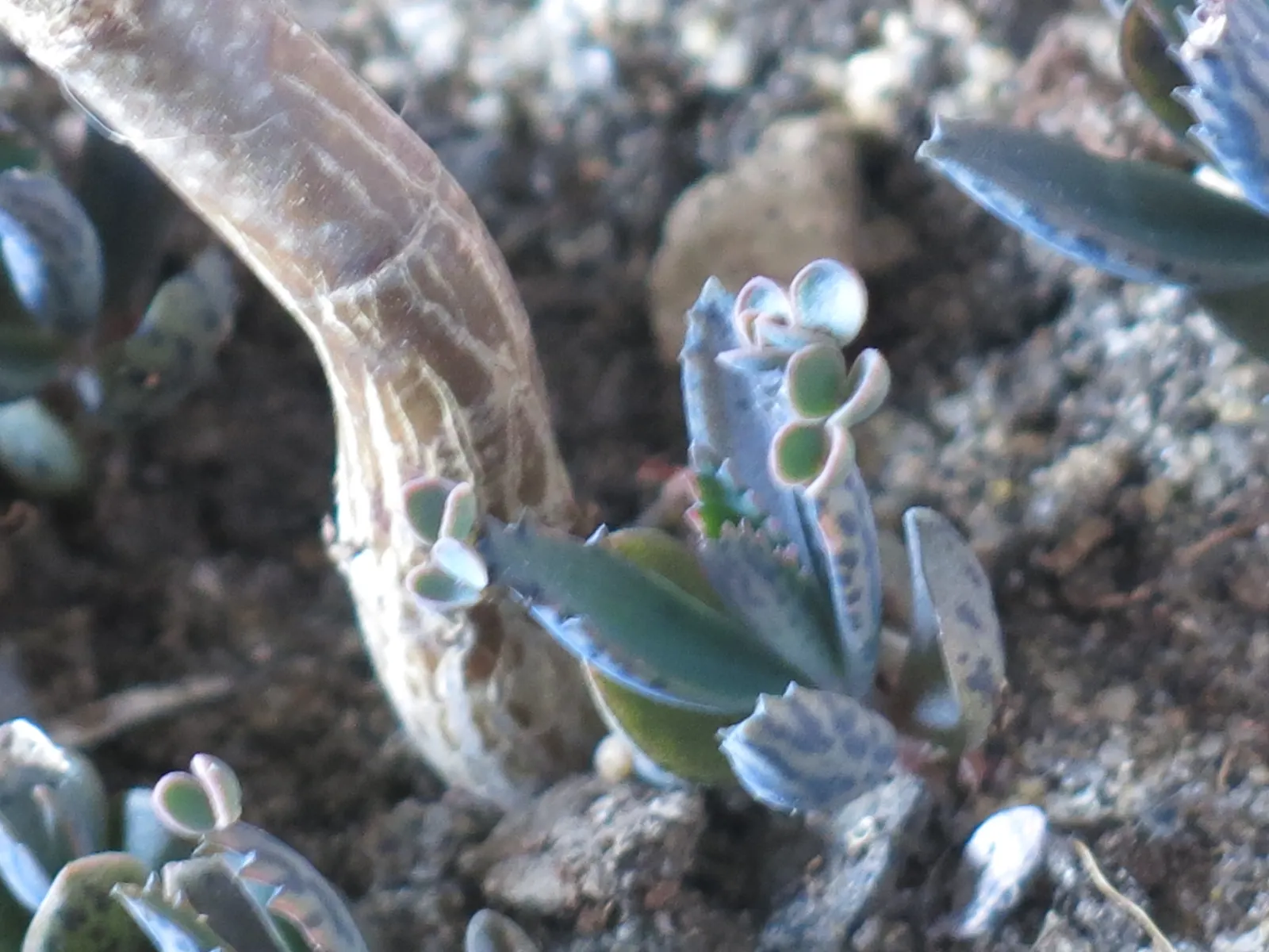 Kalanchoe (Kalanchoe Blossfeldiana) — often with scalloped edges, image 116
