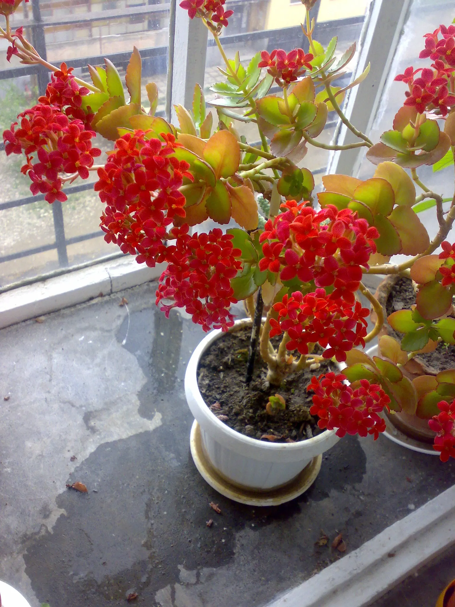 Kalanchoe (Kalanchoe Blossfeldiana) — consider it for border accents; minimal watering is required