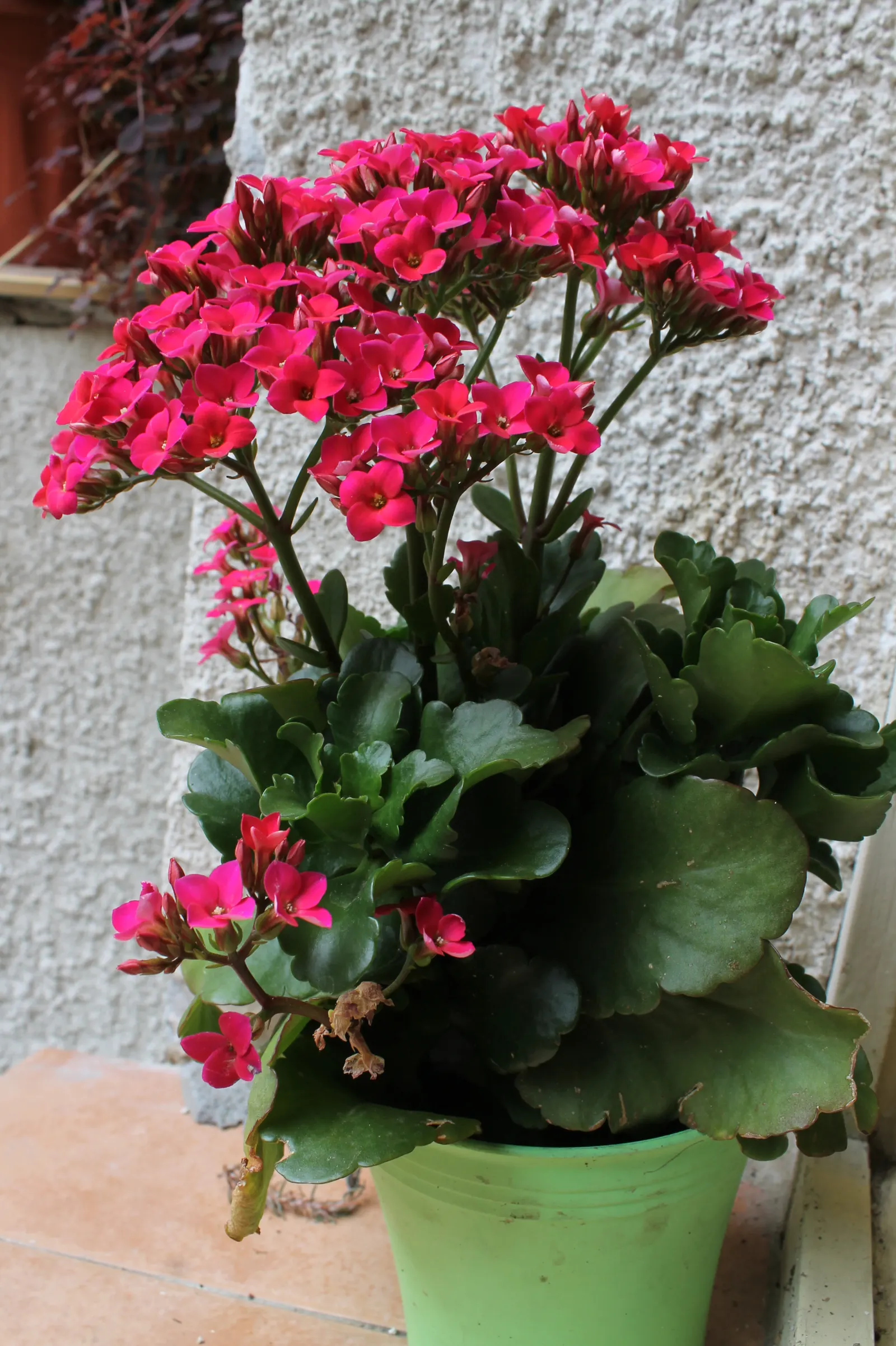 Kalanchoe (Kalanchoe Blossfeldiana) — evergreen succulent known for its resilient nature and showy blooms; often with scalloped edges, image 50