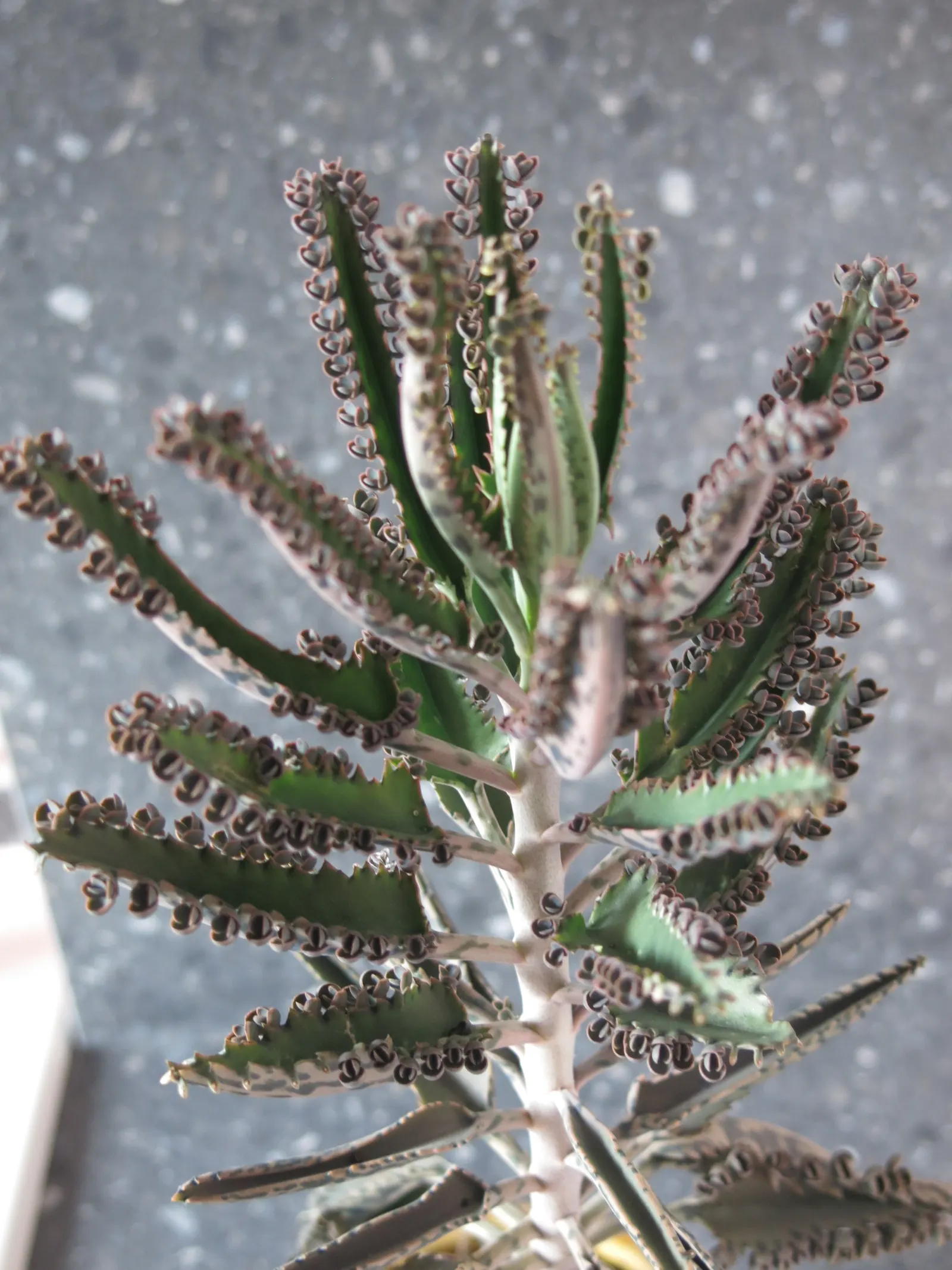 Kalanchoe (Kalanchoe Blossfeldiana) — Add for year-round interest or as a seasonal color pop