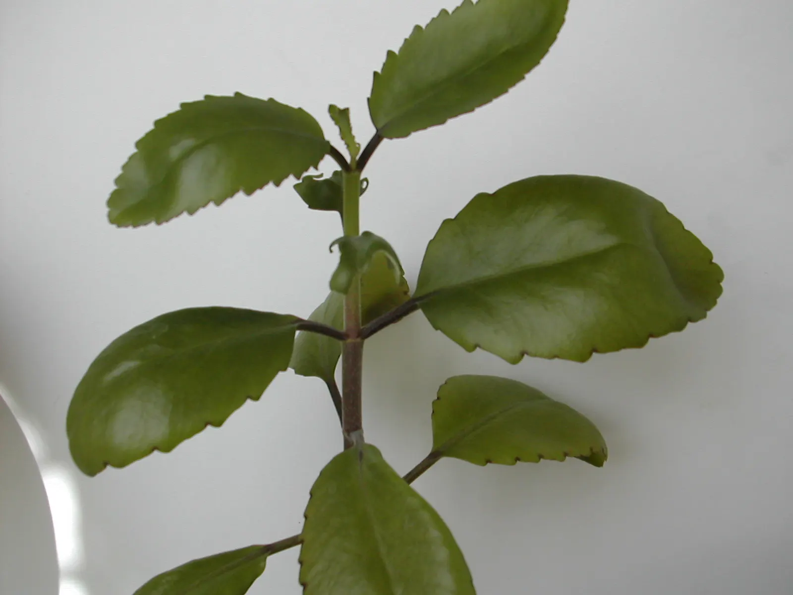 Kalanchoe (Kalanchoe Blossfeldiana) — often with scalloped edges, image 179