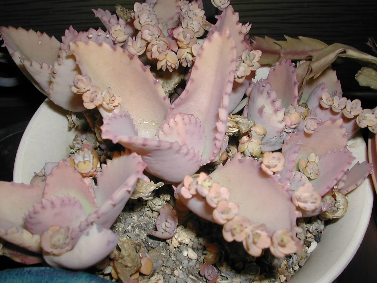 Kalanchoe (Kalanchoe Blossfeldiana) — often with scalloped edges, image 32