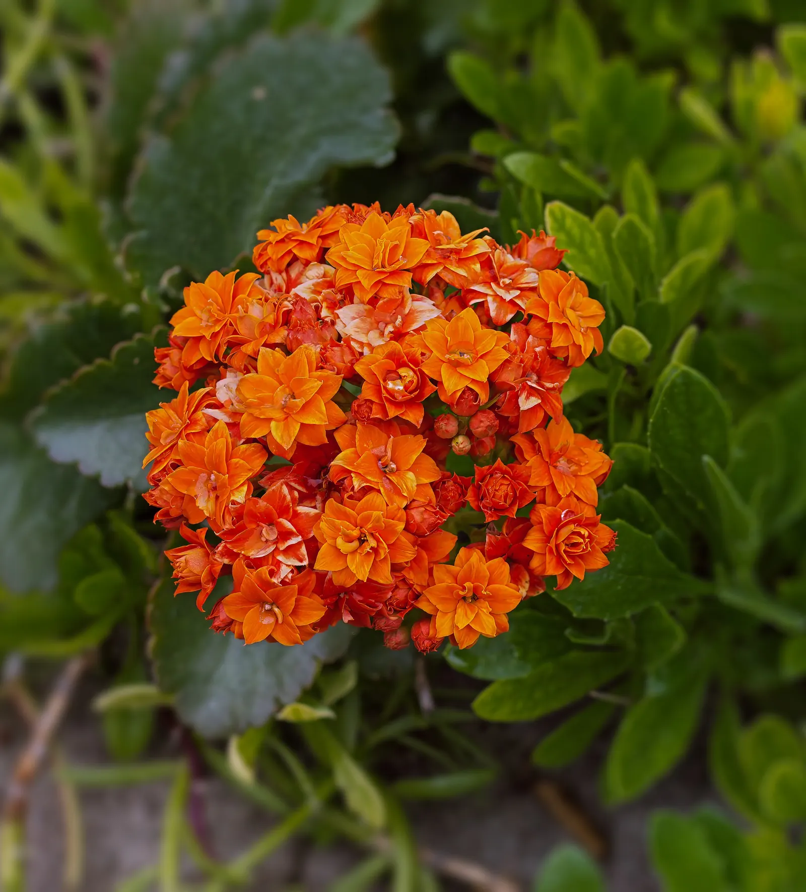 Kalanchoe (Kalanchoe Blossfeldiana) — or as a splash of color in rock gardens; often with scalloped edges, image 143