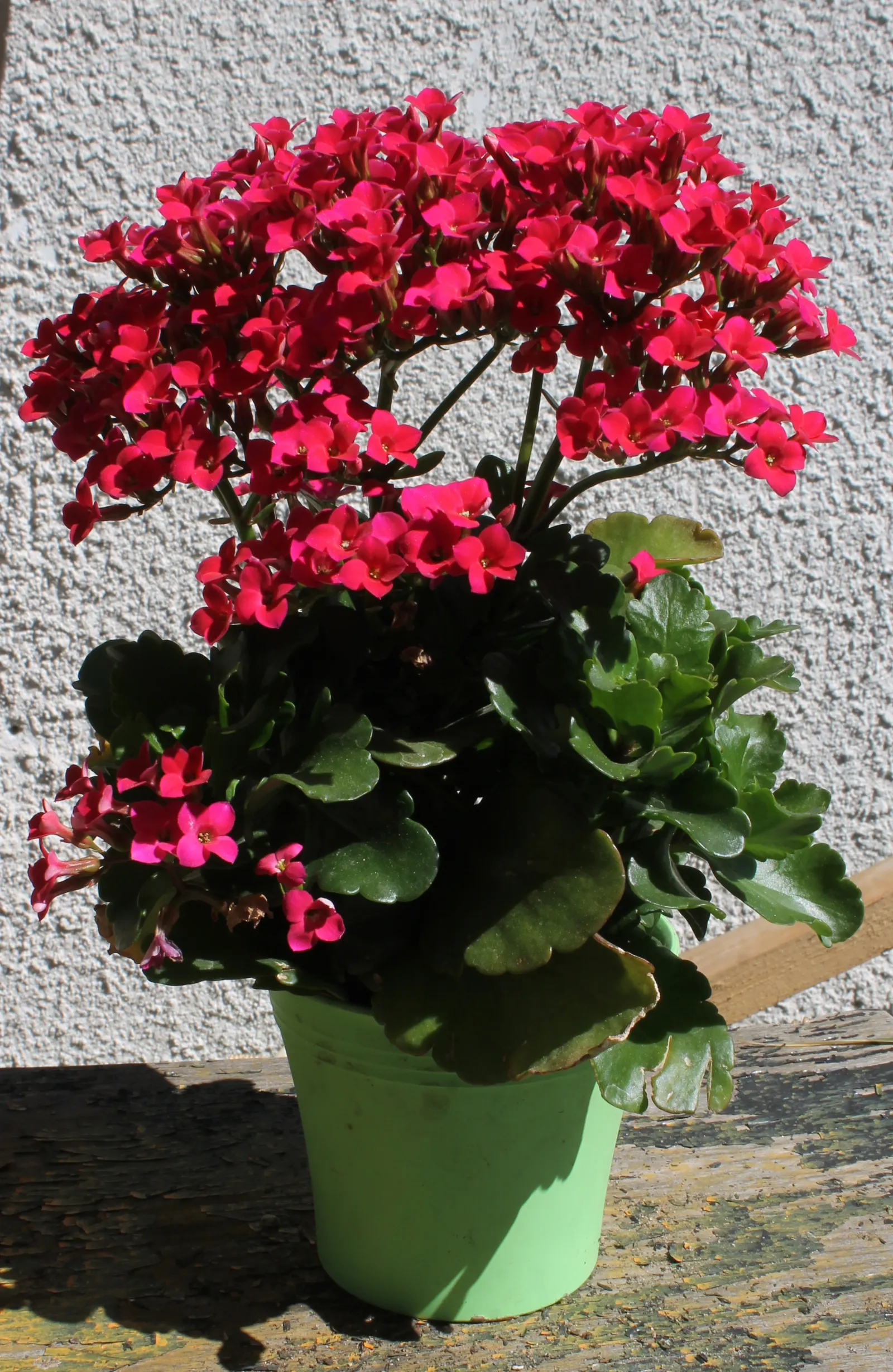Kalanchoe (Kalanchoe Blossfeldiana) — This succulent enjoys bright; its ease of care and colorful disposition are sure to make it a charming asset, image 78