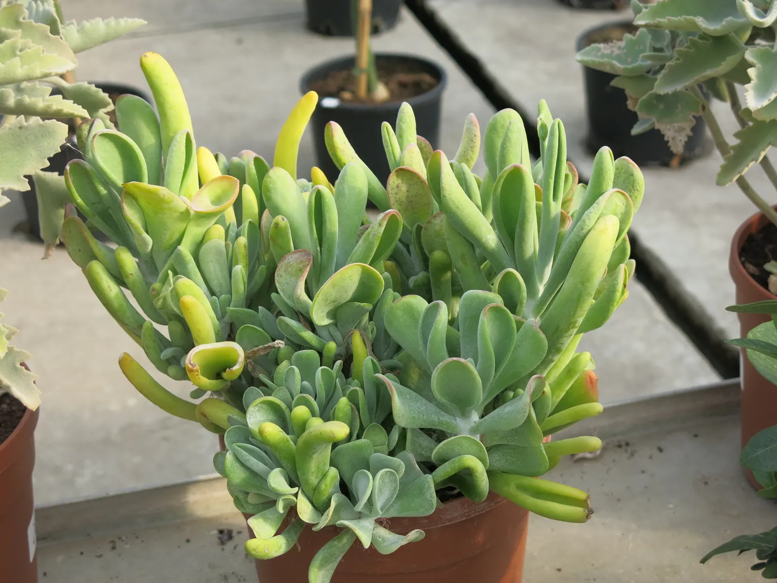 Kalanchoe (Kalanchoe Blossfeldiana) — making it an excellent choice for a low-maintenance pop of color in a garden design; minimal watering is, image 178