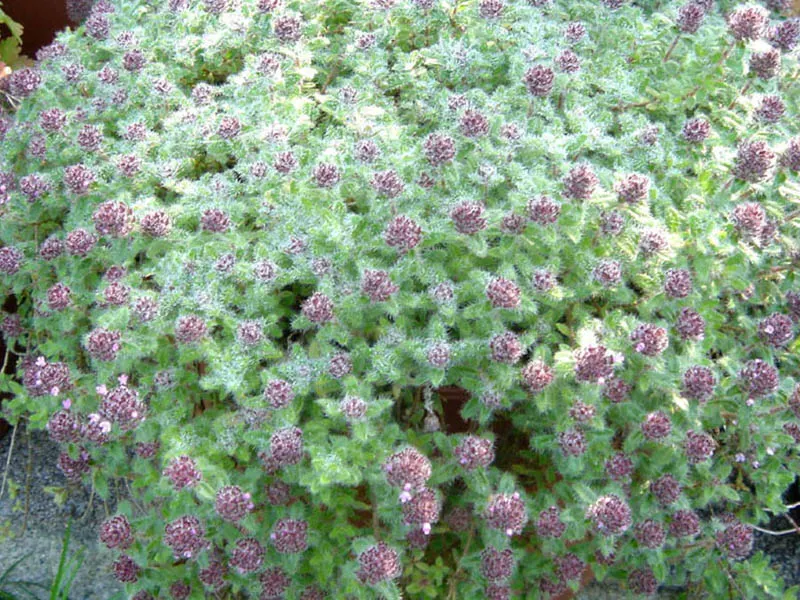 Woolly Thyme (Thymus Pseudolanuginosus) — ground cover / herb / perennial for full or half