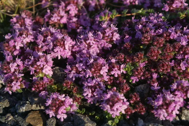 Woolly Thyme (Thymus Pseudolanuginosus) — This aromatic perennial spans up to 3 feet wide and reaches a height of 3 inches; woolly Thyme spreads outwards to