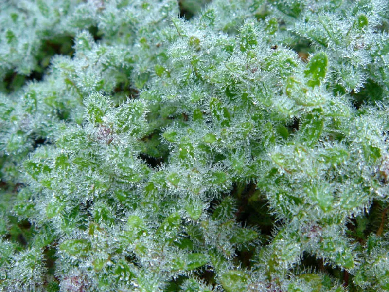 Woolly Thyme (Thymus Pseudolanuginosus) — and protection from excessive winter moisture to prevent root rot