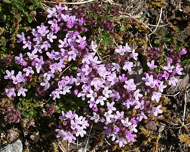 Woolly Thyme (Thymus Pseudolanuginosus) — Woolly Thyme (Thymus pseudolanuginosus) is a low-growing, evergreen groundcover with a soft, fuzzy texture; tiny