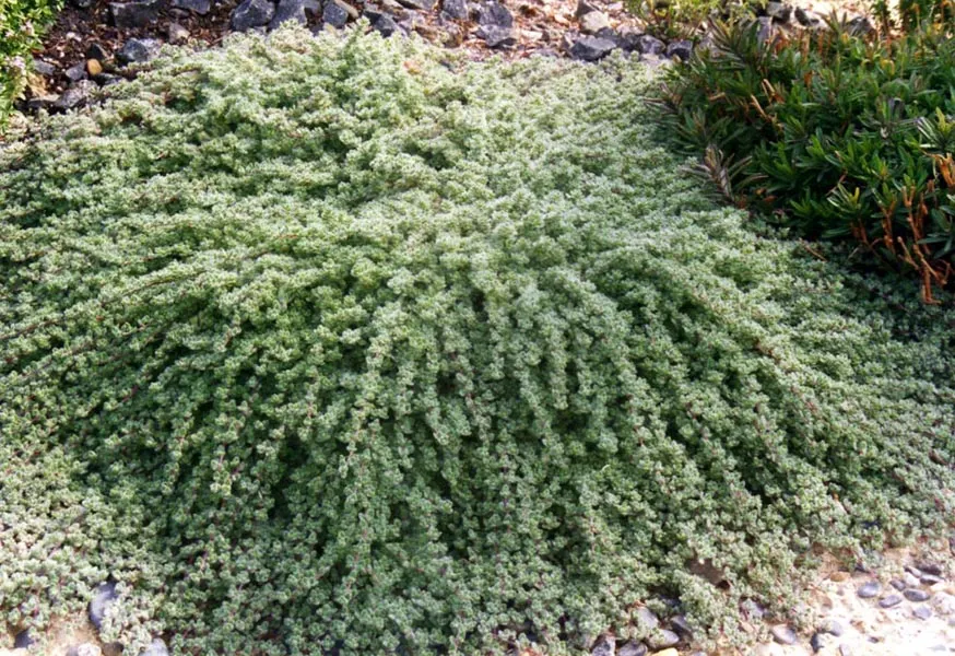 Woolly Thyme (Thymus Pseudolanuginosus) — Woolly Thyme spreads outwards to create a mat that can reach up to 18 inches wide