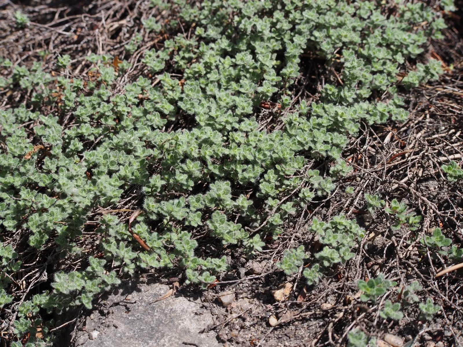 Woolly Thyme (Thymus Pseudolanuginosus) — ground cover / herb / perennial with pink blooms