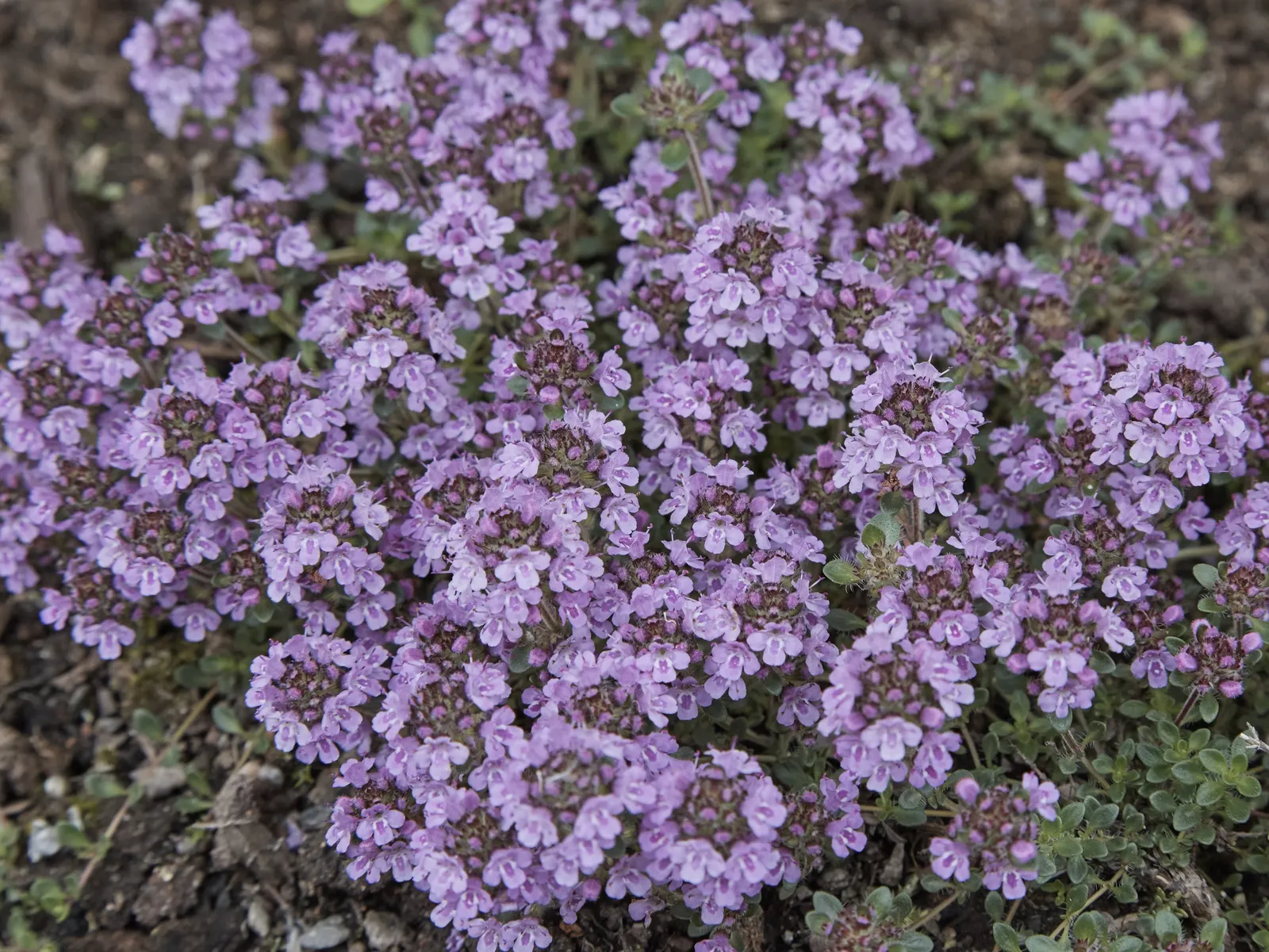 Woolly Thyme (Thymus Pseudolanuginosus) — Tiny, pink flowers bloom in summer, attracting pollinators; pink flowers in the garden