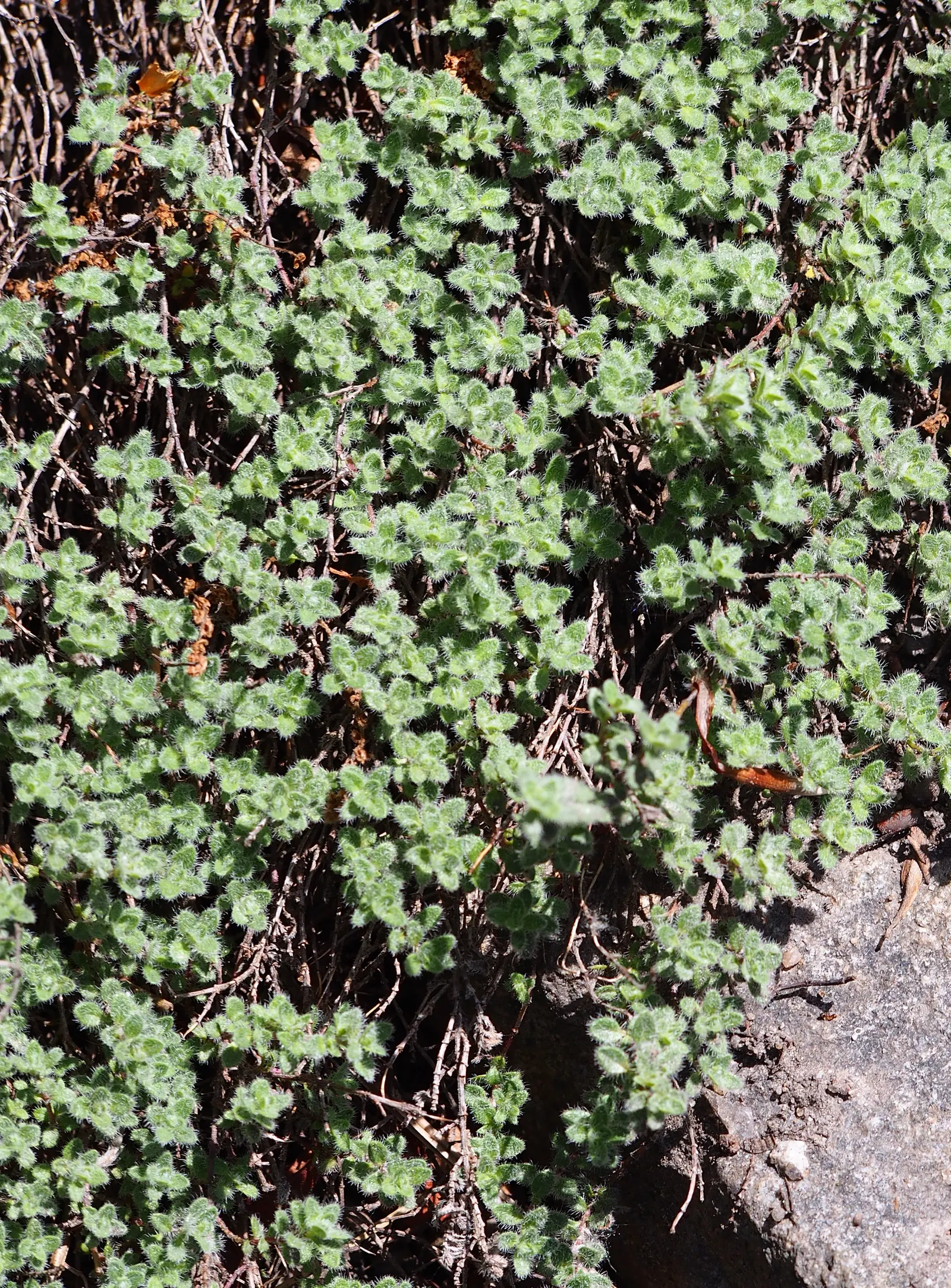 Woolly Thyme (Thymus Pseudolanuginosus) — <br><br>For the client acquiring this gem