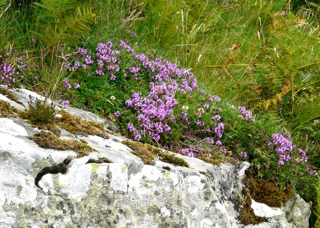 Woolly Thyme (Thymus Pseudolanuginosus) — wool-like hairs that cover its leaves.<br><br>Growing to a mere height of around 1-3 inches