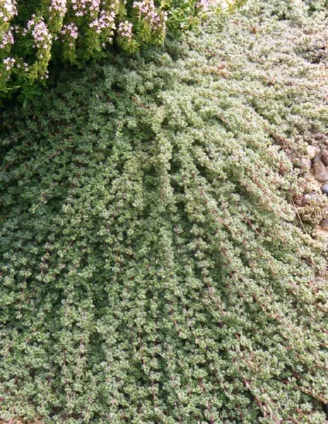 Woolly Thyme (Thymus Pseudolanuginosus) — prized for its unique appearance and textural appeal