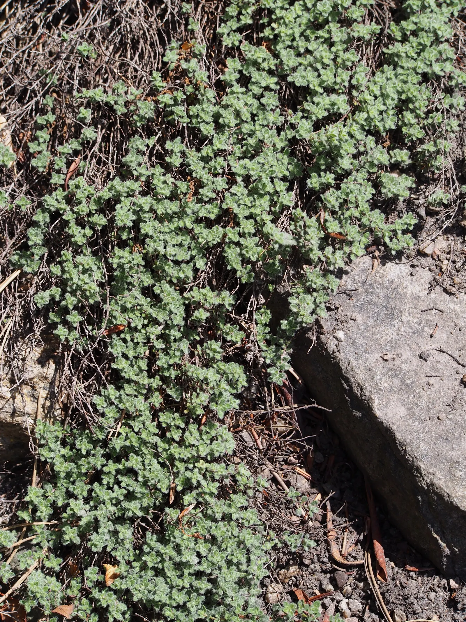 Woolly Thyme (Thymus Pseudolanuginosus) — pink flowers in the garden