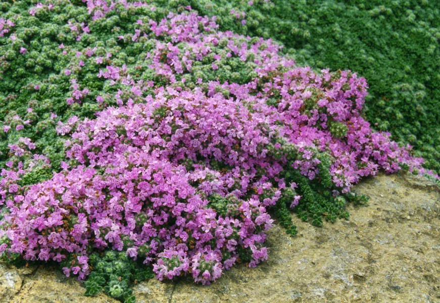 Woolly Thyme (Thymus Pseudolanuginosus) — Ideal for rock gardens and between pavers, it's hardy and drought-resistant, requiring minimal maintenance, image 32