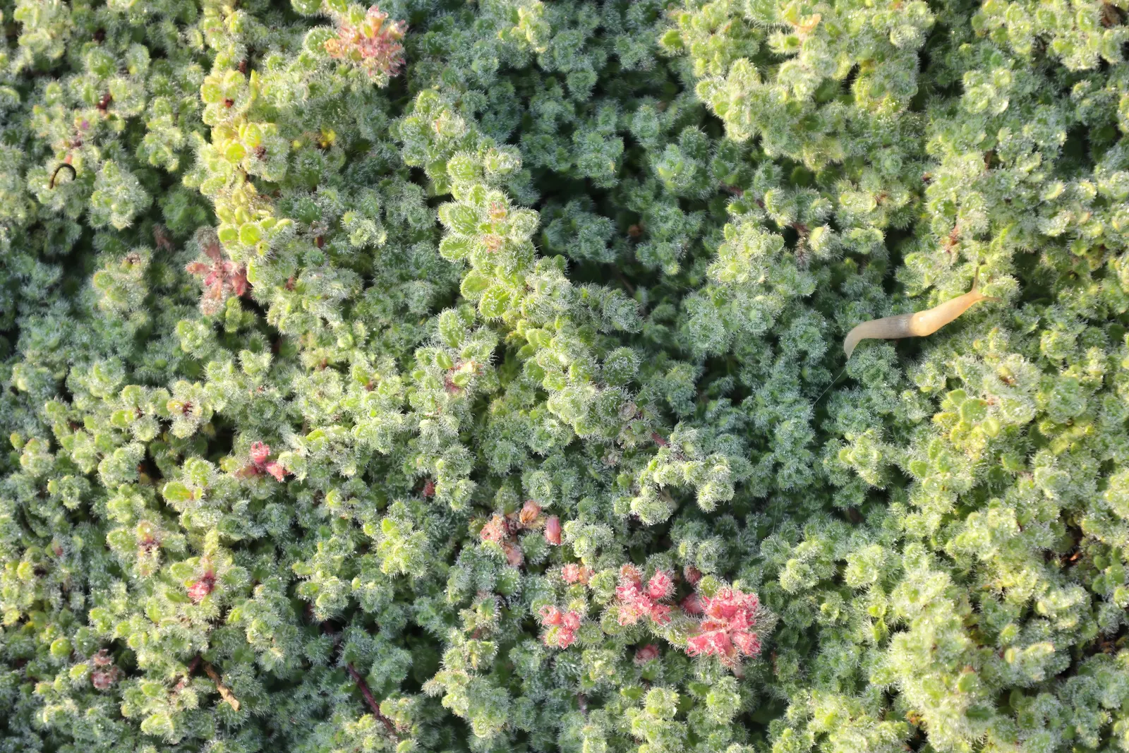 Woolly Thyme (Thymus Pseudolanuginosus) — scientifically named Thymus pseudolanuginosus; making it an excellent choice for filling gaps between stepping stones