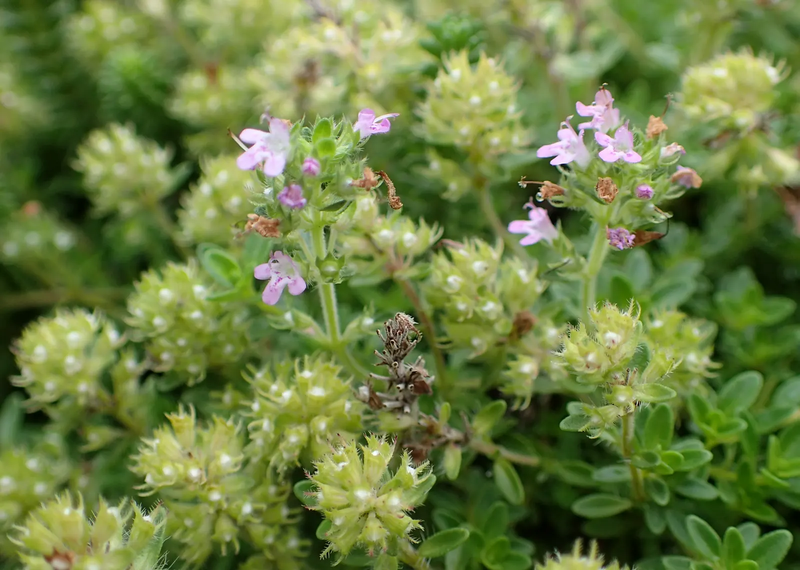Woolly Thyme (Thymus Pseudolanuginosus) — reducing the need for frequent watering