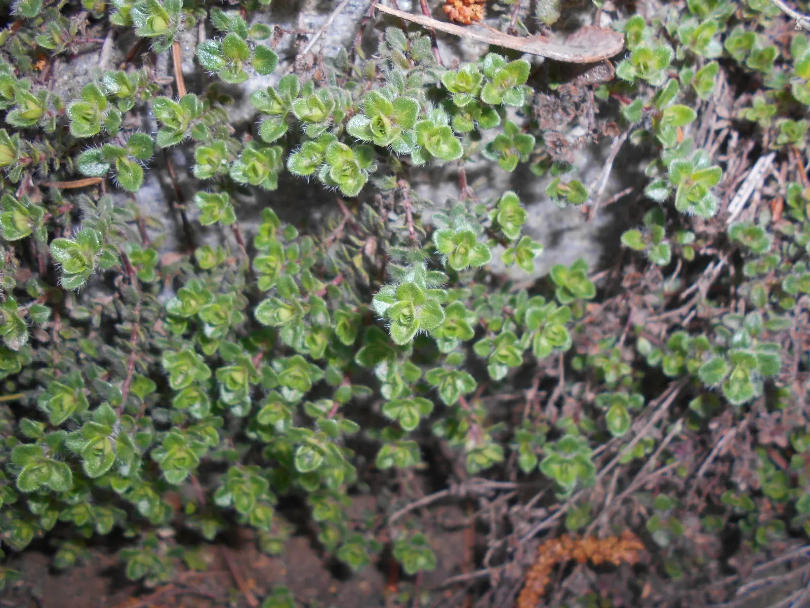 Woolly Thyme (Thymus Pseudolanuginosus) — Due to its preference for well-drained soil