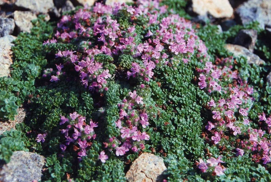 Woolly Thyme (Thymus Pseudolanuginosus) — Woolly Thyme (Thymus pseudolanuginosus) is a low-growing, evergreen groundcover with a soft, fuzzy texture