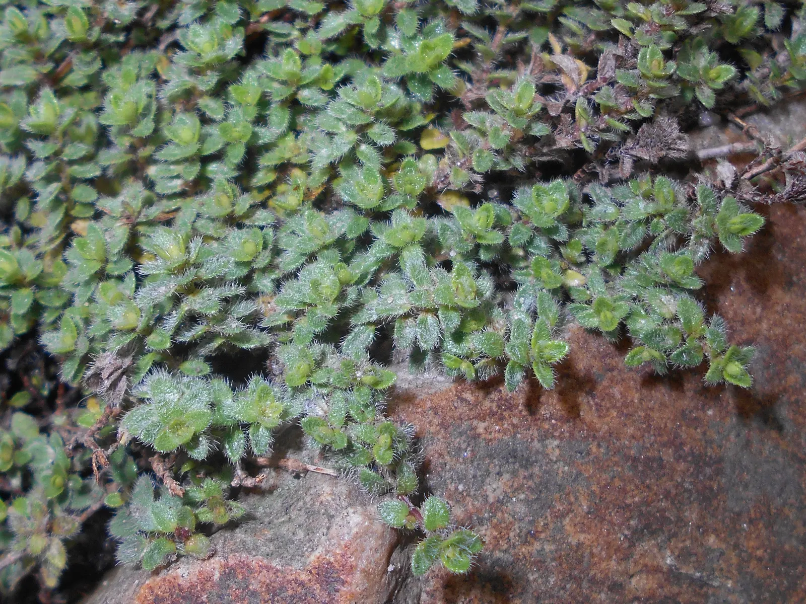 Woolly Thyme (Thymus Pseudolanuginosus) — Ideal for rock gardens and between pavers, it's hardy and drought-resistant, requiring minimal maintenance