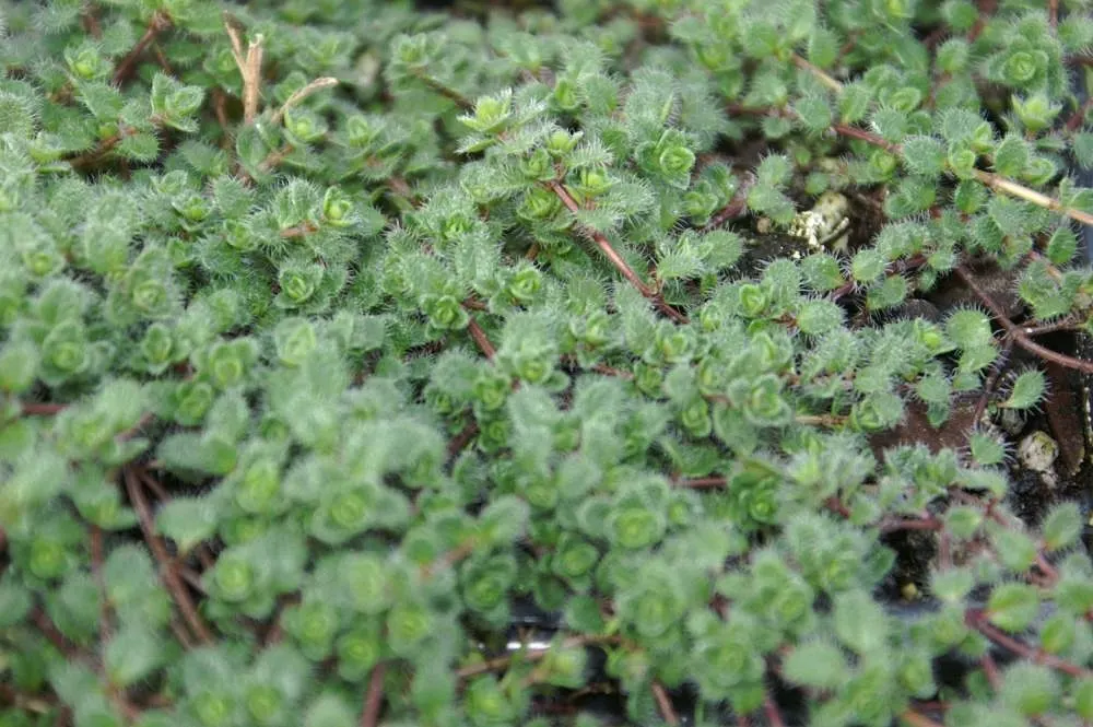 Woolly Thyme (Thymus Pseudolanuginosus) — presents an exquisite choice for landscape designs that require hardy