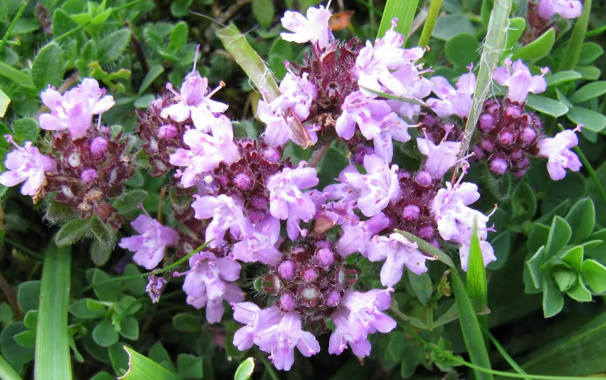 Woolly Thyme (Thymus Pseudolanuginosus) — Adaptable to zones 5-8, it thrives in full sun and well-drained soil