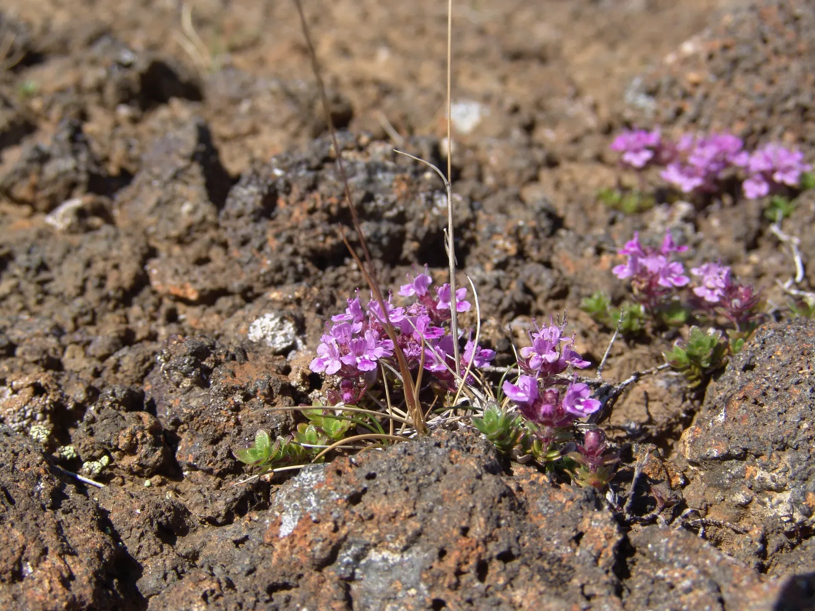 Woolly Thyme (Thymus Pseudolanuginosus) — scientifically named Thymus pseudolanuginosus