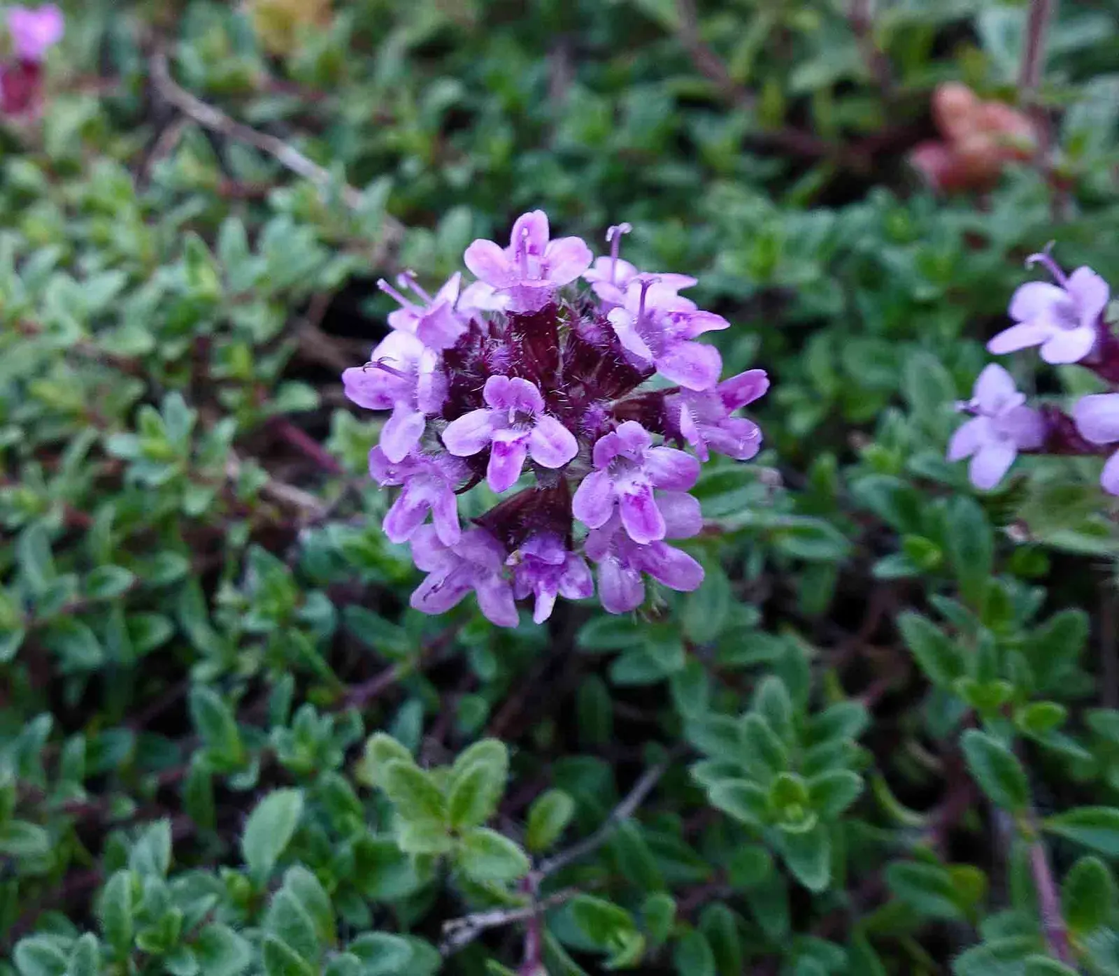 Woolly Thyme (Thymus Pseudolanuginosus) — Adaptable to zones 5-8, it thrives in full sun and well-drained soil; <br><br>For the client acquiring this gem
