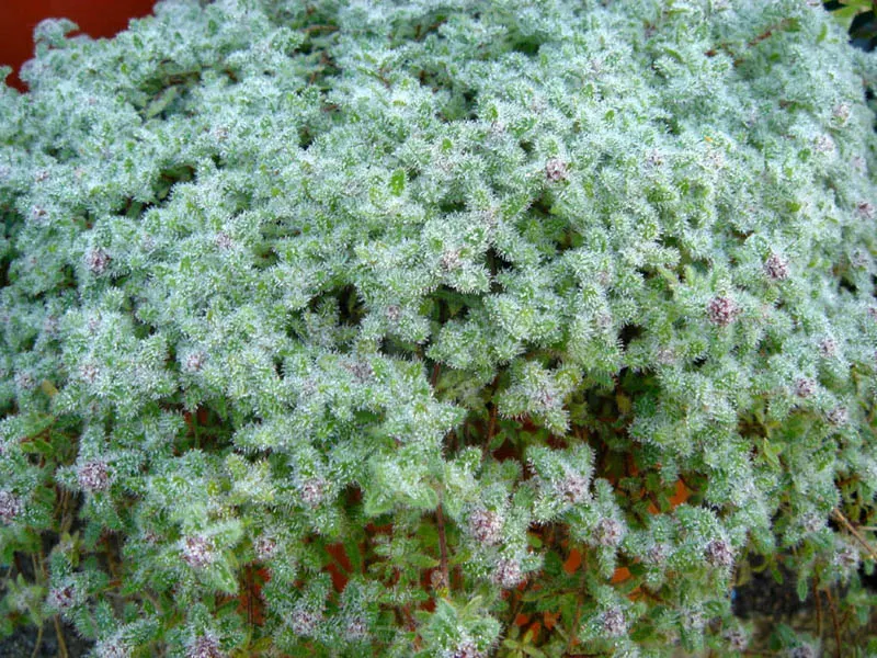 Woolly Thyme (Thymus Pseudolanuginosus) — Woolly Thyme provides not only visual interest but also functional benefits for your garden composition