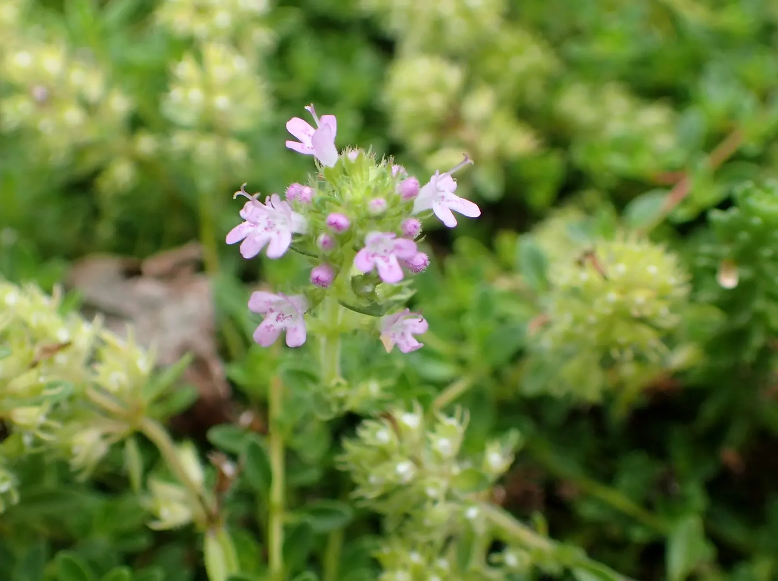 Woolly Thyme (Thymus Pseudolanuginosus) — tiny pink to lavender flowers that enhance its ornamental value