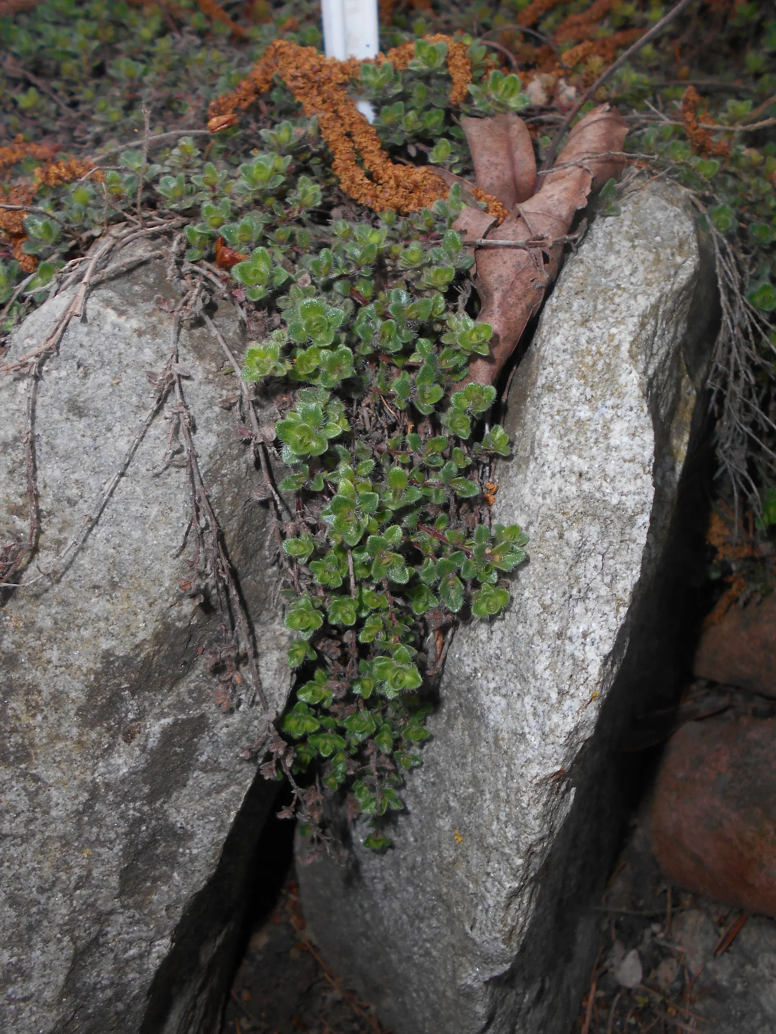 Woolly Thyme (Thymus Pseudolanuginosus) — Tiny, pink flowers bloom in summer, attracting pollinators