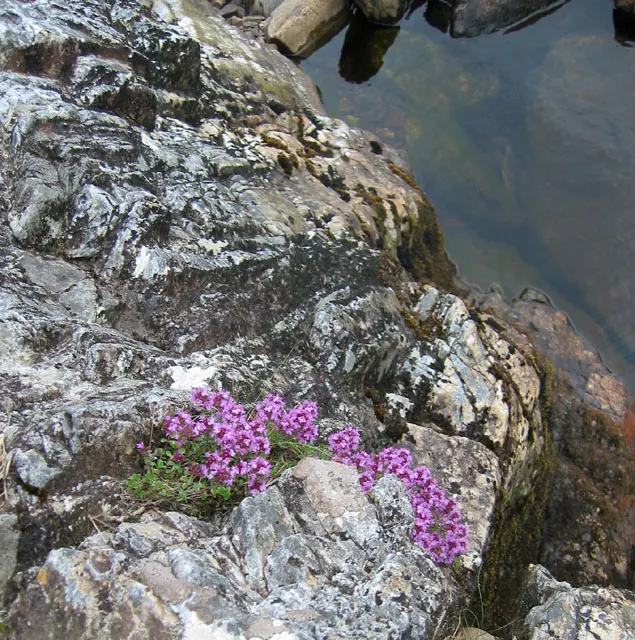 Woolly Thyme (Thymus Pseudolanuginosus) — which is ideal for water-wise landscapes