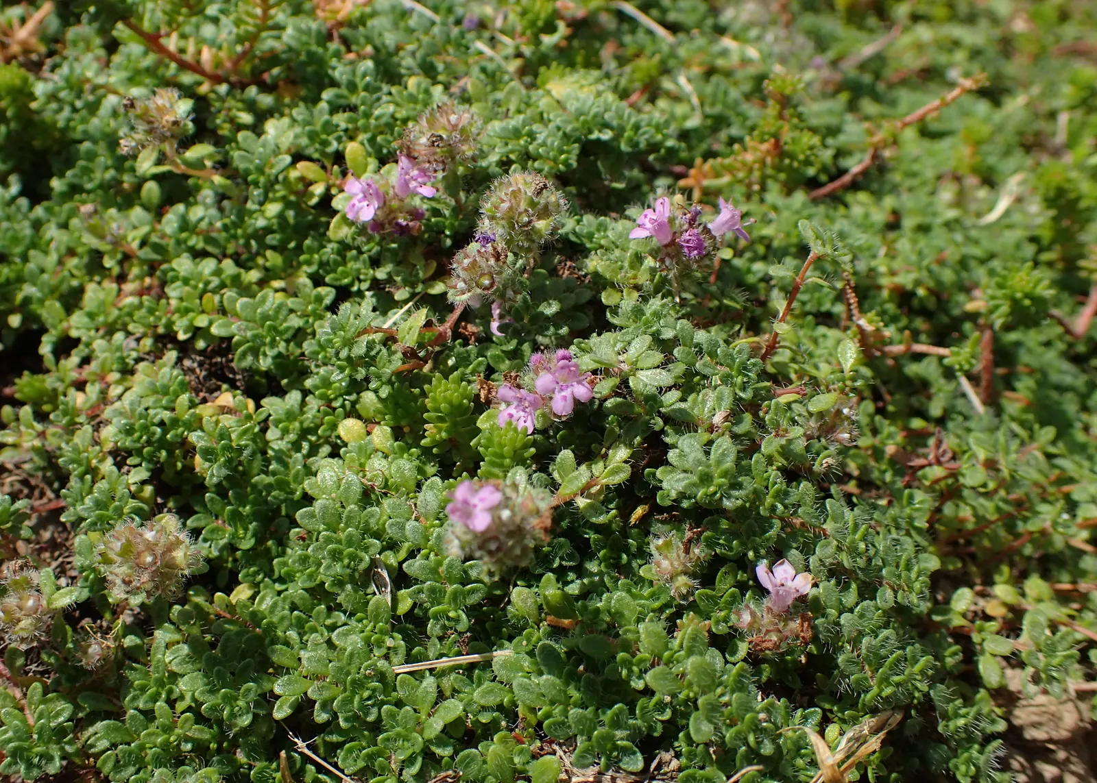 Woolly Thyme (Thymus Pseudolanuginosus) — This aromatic perennial spans up to 3 feet wide and reaches a height of 3 inches