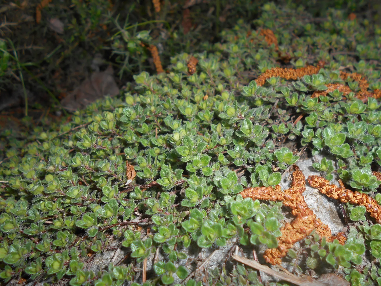 Woolly Thyme (Thymus Pseudolanuginosus) — excessive tramping should be avoided to maintain its lush appearance