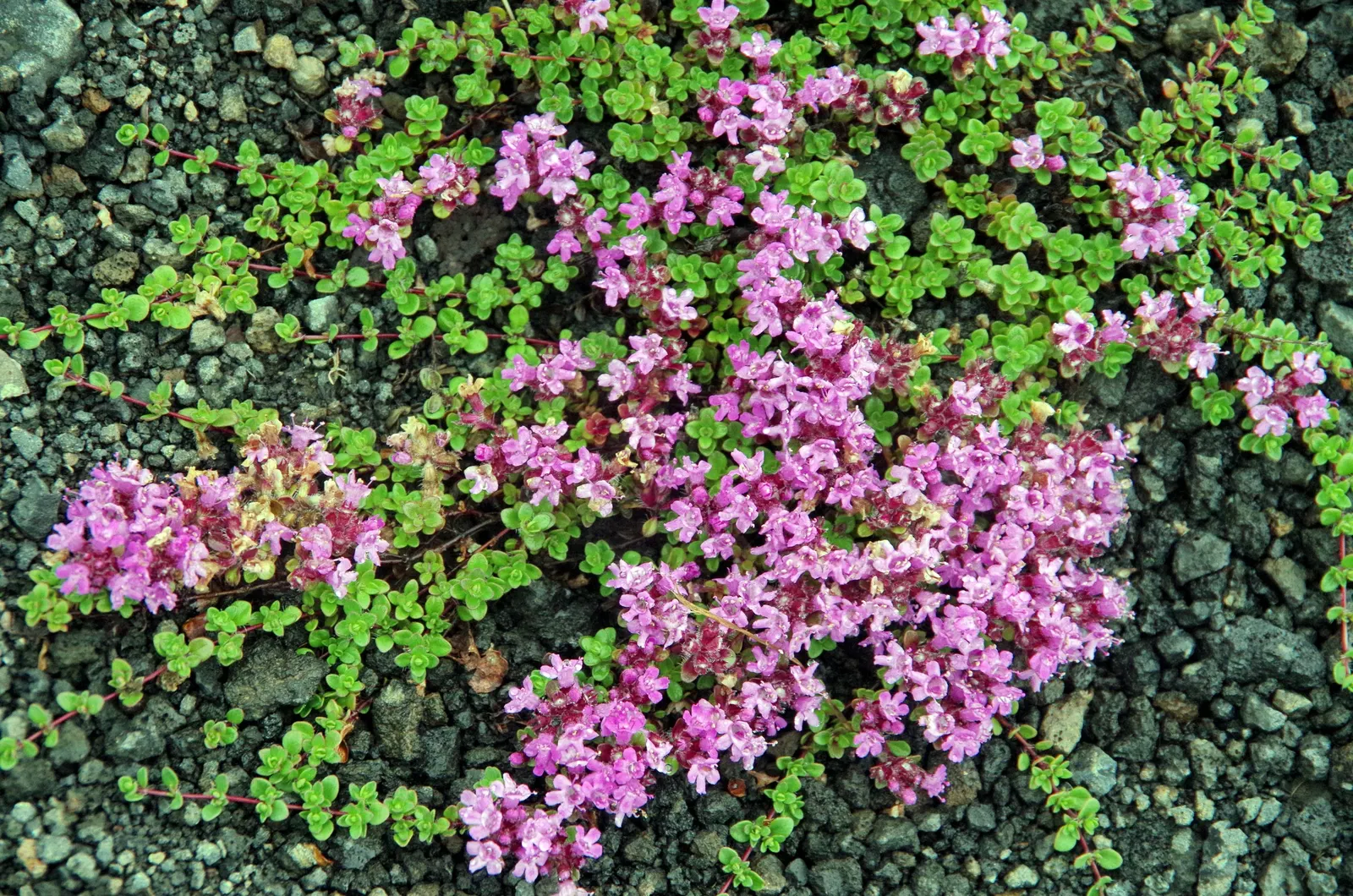 Woolly Thyme (Thymus Pseudolanuginosus) — Care should include minimal watering