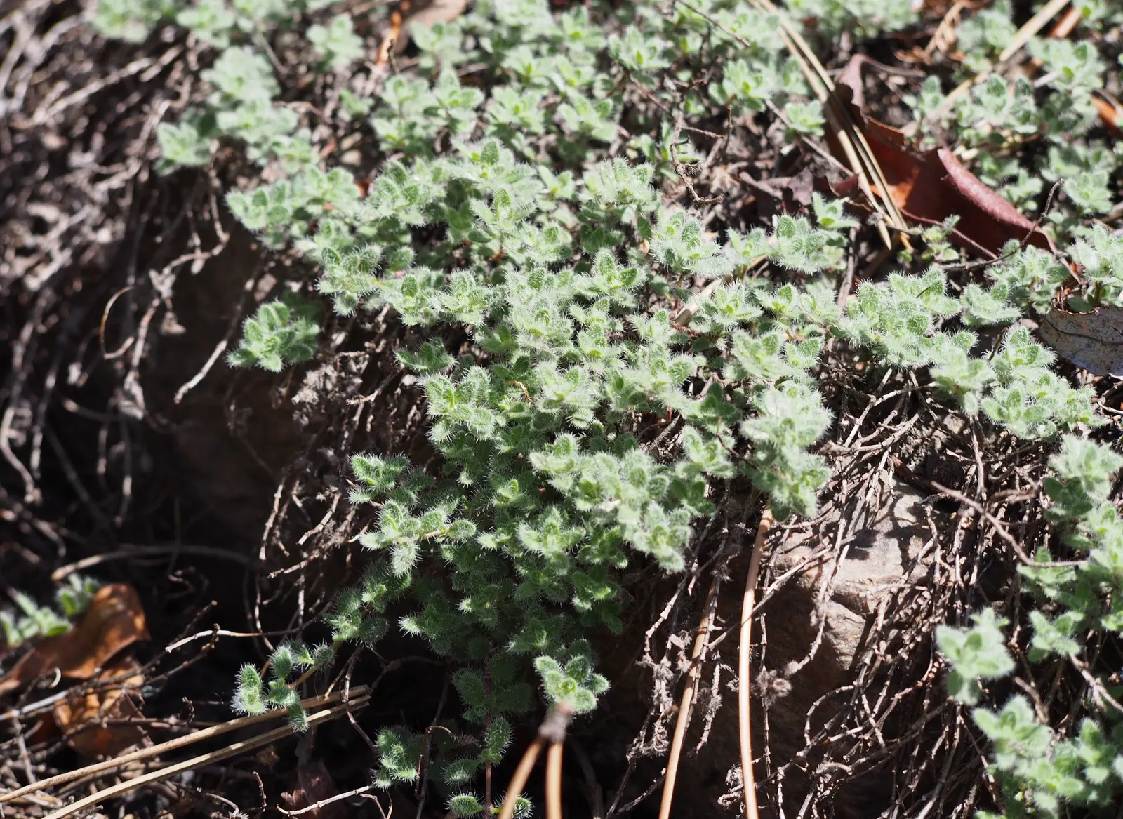 Woolly Thyme (Thymus Pseudolanuginosus) — occasional trimming to promote denseness