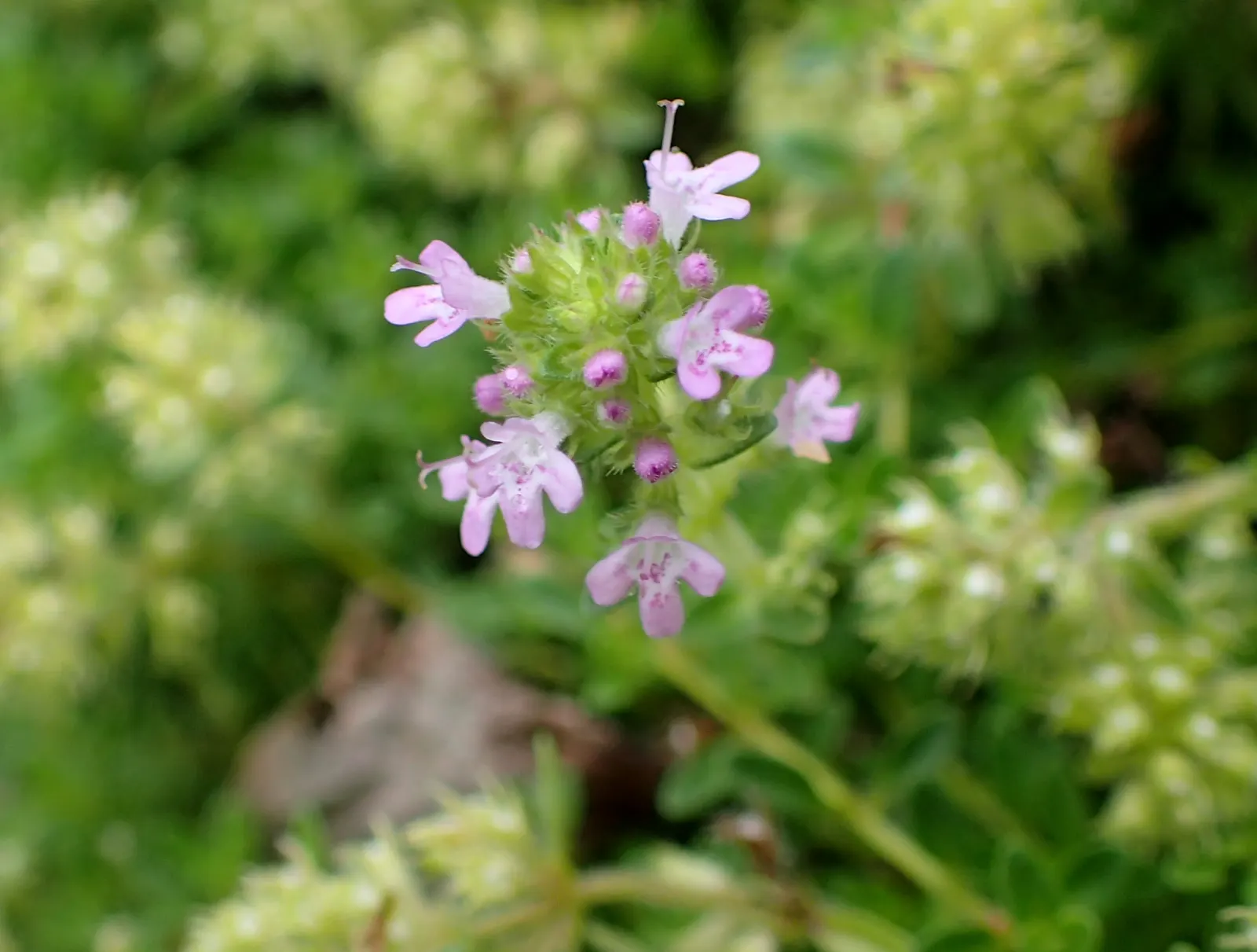 Woolly Thyme (Thymus Pseudolanuginosus) — making it an excellent choice for filling gaps between stepping stones