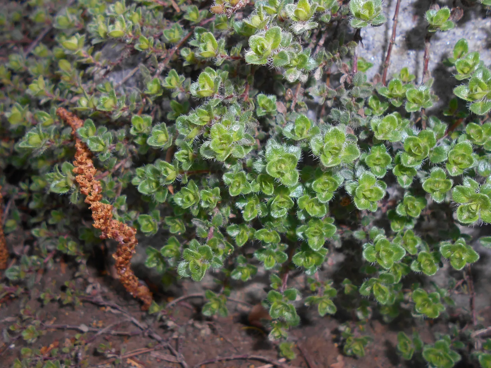 Woolly Thyme (Thymus Pseudolanuginosus) — It is relatively drought-tolerant once established