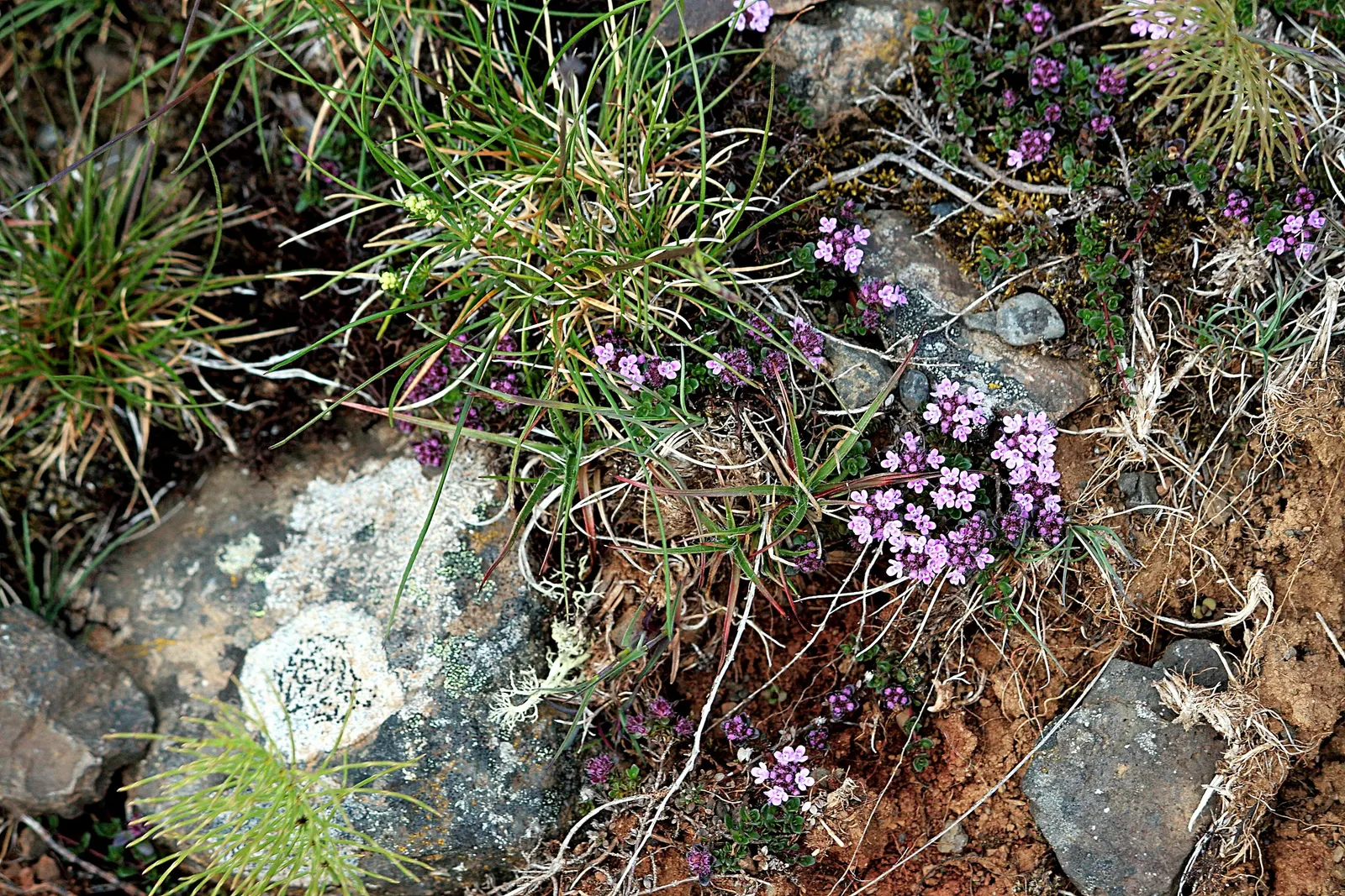 Woolly Thyme (Thymus Pseudolanuginosus) — it's important to note that while it is foot traffic tolerant
