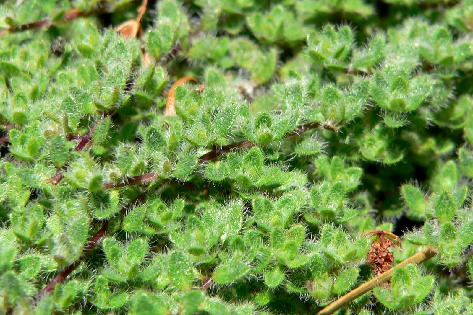 Woolly Thyme (Thymus Pseudolanuginosus) — silvery-gray foliage due to the fine