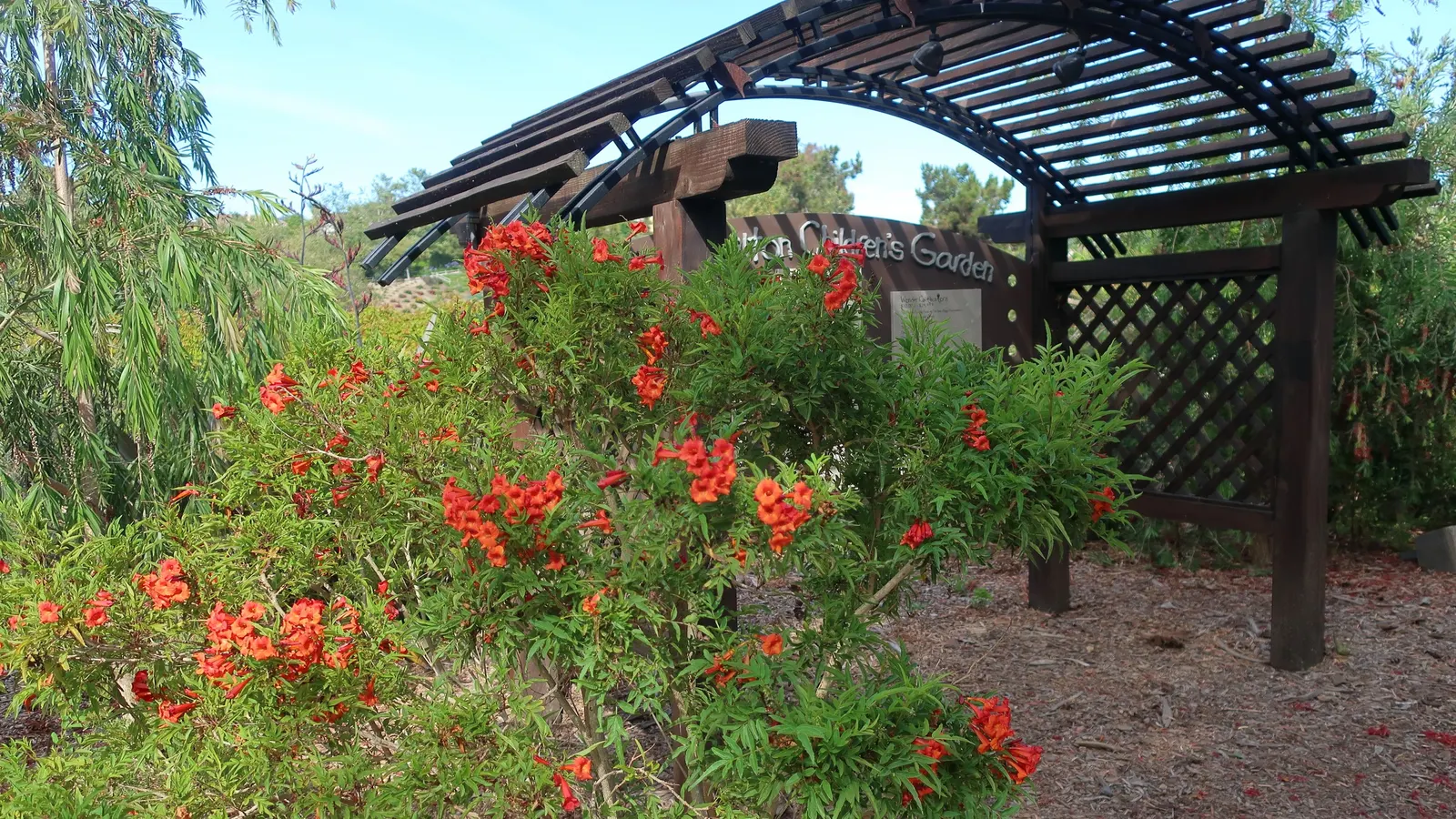 Crimson Flare Esperanza (Tecoma Hybrid Crimson Flare) — The Crimson Flare Esperanza (Tecoma Hybrid 'Crimson Flare') is a vibrant shrub featuring trumpet-shaped